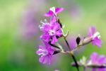 Lychnis Viscaria
